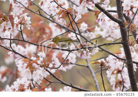 Cherry blossom and mezzo Cherry blossom and mezzo 85670135