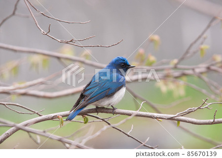 藍白捕蠅器的肖像 藍白捕蠅器的肖像 85670139