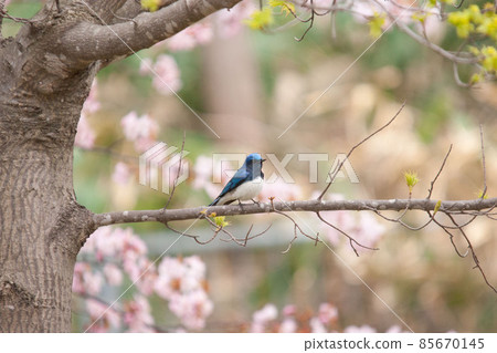 Oholuri和櫻花 85670145