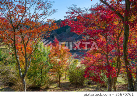 Shuzenji Nature Park, Izu City, Shizuoka Prefecture Autumn leaves landscape of maple forest Shuzenji Nature Park, Izu City, Shizuoka Prefecture Autumn leaves landscape of maple forest 85670761