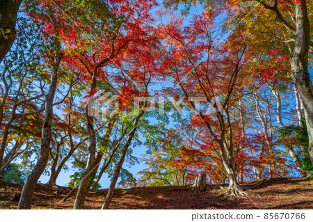靜岡縣伊豆市修善寺自然公園楓葉林秋葉景觀 85670766