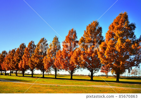 Metasequoia (Tochigi Prefecture) Metasequoia (Tochigi Prefecture) 85670863