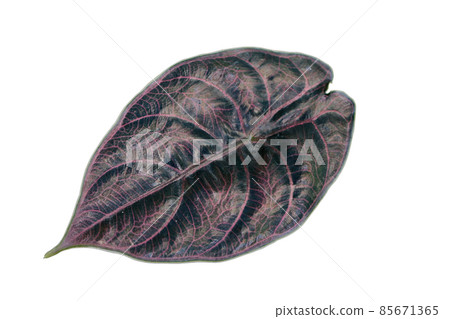 Alocasia azlanii , beautiful leaf on white background Alocasia azlanii , beautiful leaf on white background 85671365