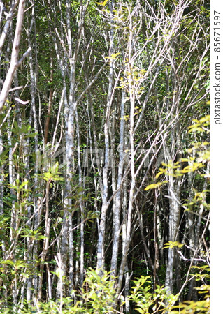 Chubu forest in early spring Chubu forest in early spring 85671597