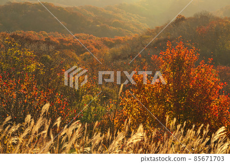 《Okayama Prefecture》 Autumn morning, scenery of Kimendai [November] 85671703