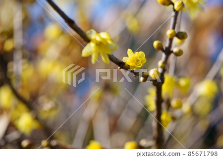 冷光中的日本五香粉一枝 8 85671798