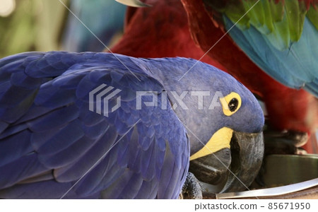The Blue Macaw is covered with vibrant blue feathers The Blue Macaw is covered with vibrant blue feathers 85671950