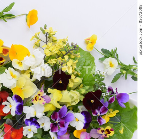 Lots of edible flower petals, edible flowers, spring flower petals Lots of edible flower petals, edible flowers, spring flower petals 85672088
