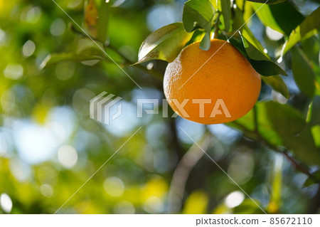 寒冷中的夏見館 2 85672110