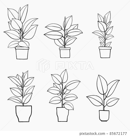 simplicity rubber fig plant freehand drawing flat design. simplicity rubber fig plant freehand drawing flat design. 85672177