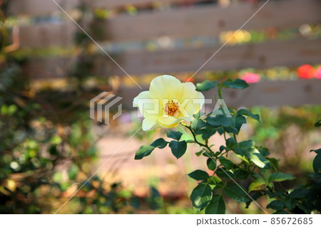 薔薇花金蓮湖 薔薇花金蓮湖 85672685