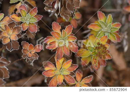 冬菊 冬菊 85672904