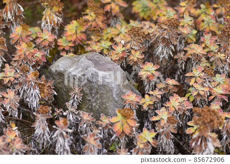 Winter chrysanthemum Winter chrysanthemum 85672906