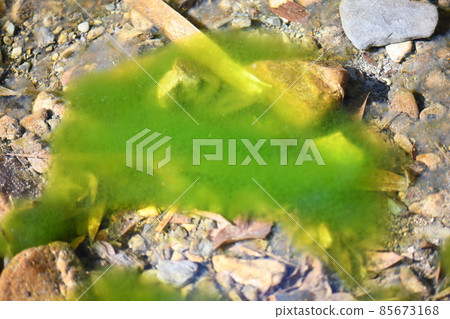 Early spring diatoms Early spring diatoms 85673168