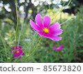 Autumn cosmos 85673820