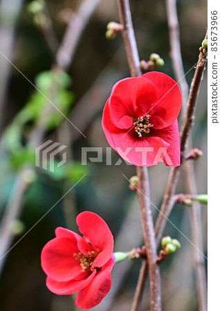 The bright red Japanese quince flowers have bloomed again this year. The bright red Japanese quince flowers have bloomed again this year. 85673966