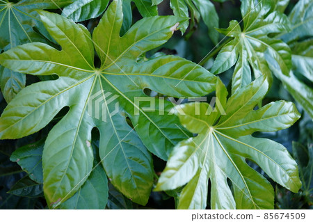 Large leaves / winter paperplant 1 85674509