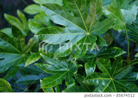 大葉子/冬季紙植物 4 大葉子/冬季紙植物 4 85674512
