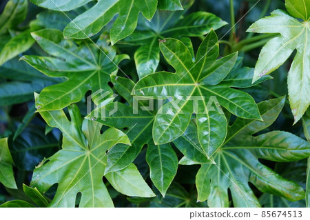大葉/冬紙草 5 大葉/冬紙草 5 85674513