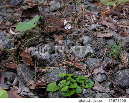 Ainsliaea apiculata (Michikawa, Ugohonjo City, Akita Prefecture) Ainsliaea apiculata (Michikawa, Ugohonjo City, Akita Prefecture) 85675206