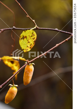 Actinidia polygama fruit in late autumn 85675654