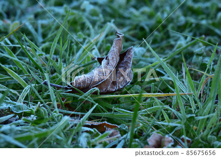 Frost on fallen leaves Frost on fallen leaves 85675656