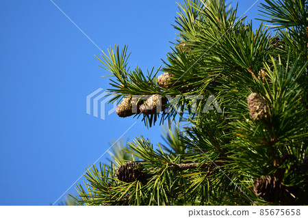 Pine cones and blue sky Pine cones and blue sky 85675658