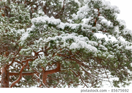 close up of snowy pine branches in winter forest 85675692