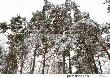 snowy pine forest in estonia in winter 85675822