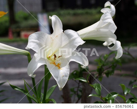白百合花卉特寫 85676061