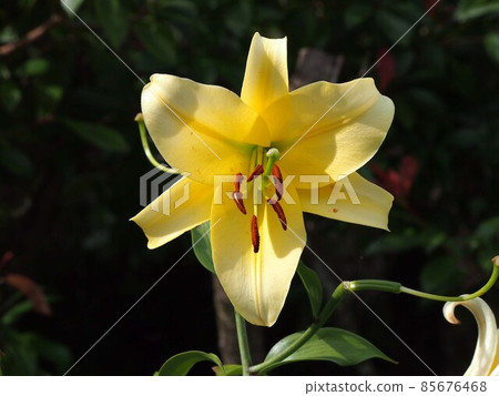 陽光下的一朵黃百合(奶油黃色康卡多) 陽光下的一朵黃百合(奶油黃色康卡多) 85676468