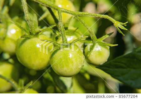 Growing tomato in farm garden Growing tomato in farm garden 85677204