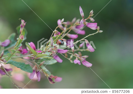 Hagi flowers and ladybugs Hagi flowers and ladybugs 85677206