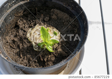 Close up of growing Bok choy 85677229