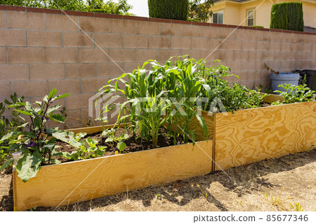 Sunny view of a wooden raise bed growing vegetable in a backyard 85677346
