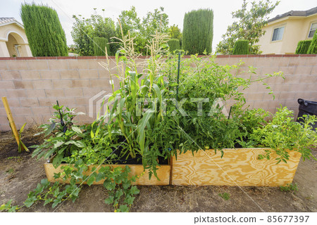 Sunny view of a wooden raise bed growing vegetable in a backyard 85677397