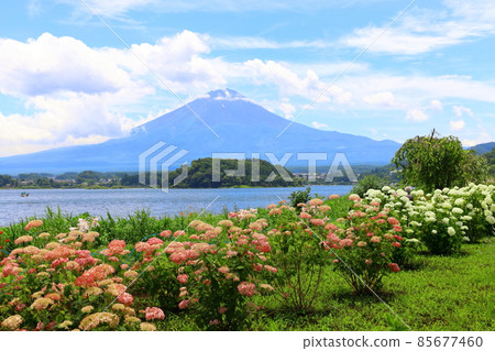 開花的大石公園 富士山 開花的大石公園 富士山 85677460