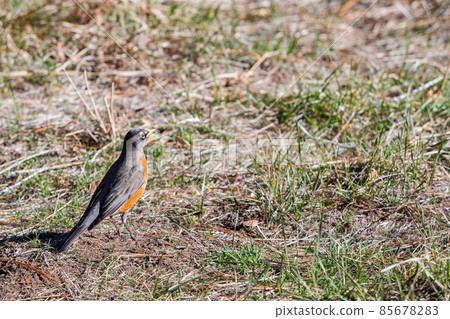 Close up shot of American robin at Yosemite National Park Close up shot of American robin at Yosemite National Park 85678283