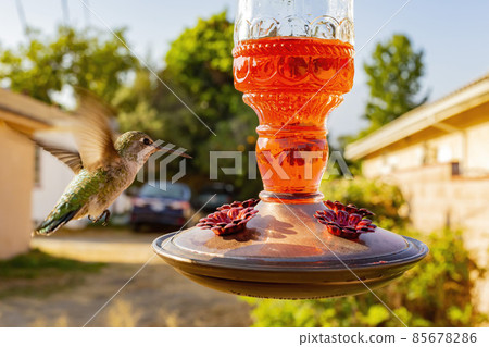 Close up shot of hummingbird flying near a feeder Close up shot of hummingbird flying near a feeder 85678286