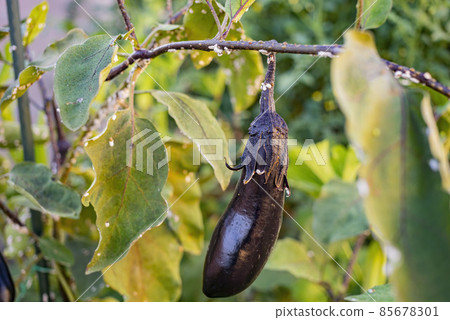Close up shot of eggplant with many pest 85678301