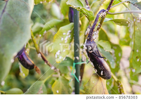 Close up shot of eggplant with many pest 85678303
