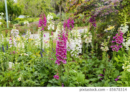 Close up shot of Digitalis purpurea blossom Close up shot of Digitalis purpurea blossom 85678314