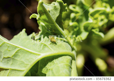 Close up shot of aphid Pests on the Kale Close up shot of aphid Pests on the Kale 85678362
