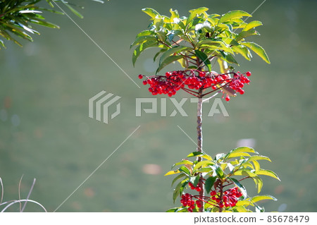 Auspicious plant, 10,000 cars 1 Auspicious plant, 10,000 cars 1 85678479