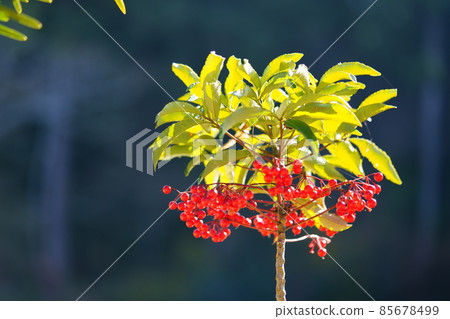 吉祥植物 萬輛汽車 6 吉祥植物 萬輛汽車 6 85678499