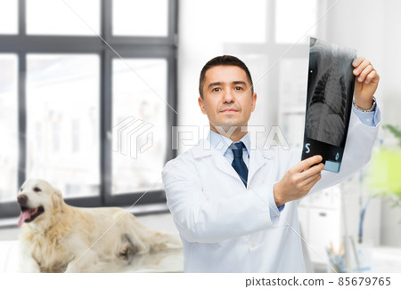 veterinarian with animal's x-ray at vet clinic veterinarian with animal's x-ray at vet clinic 85679765
