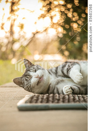 Fantastic landscape and images of cats 85681568