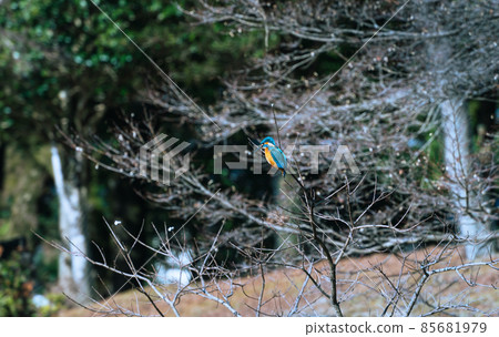 Kingfisher male staying on a twig Kingfisher male staying on a twig 85681979