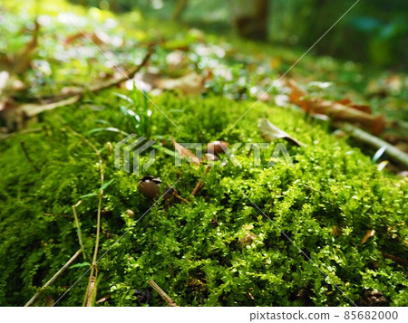A carpet of moss like a diorama forest 85682000