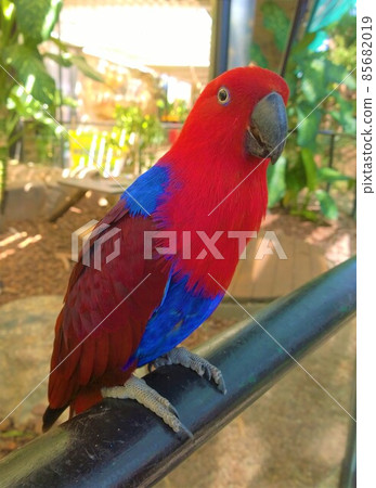 紅色折衷鸚鵡的配置文件 85682019